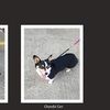 corgilover537